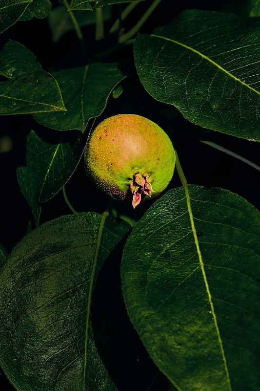Green Apple Photograph by Jonnise Macomson, an images used across the Your Suggested Functional Art Collection