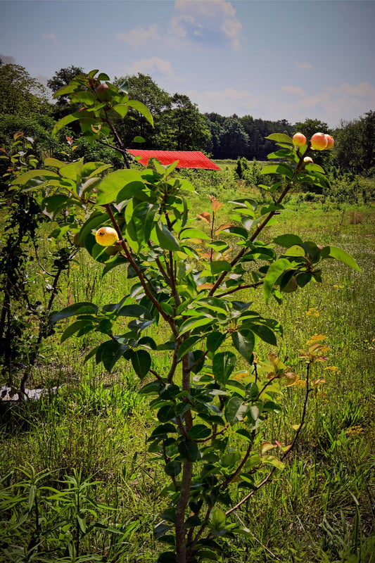Creative Surfaces: Appletree, Nature Study, Photograph