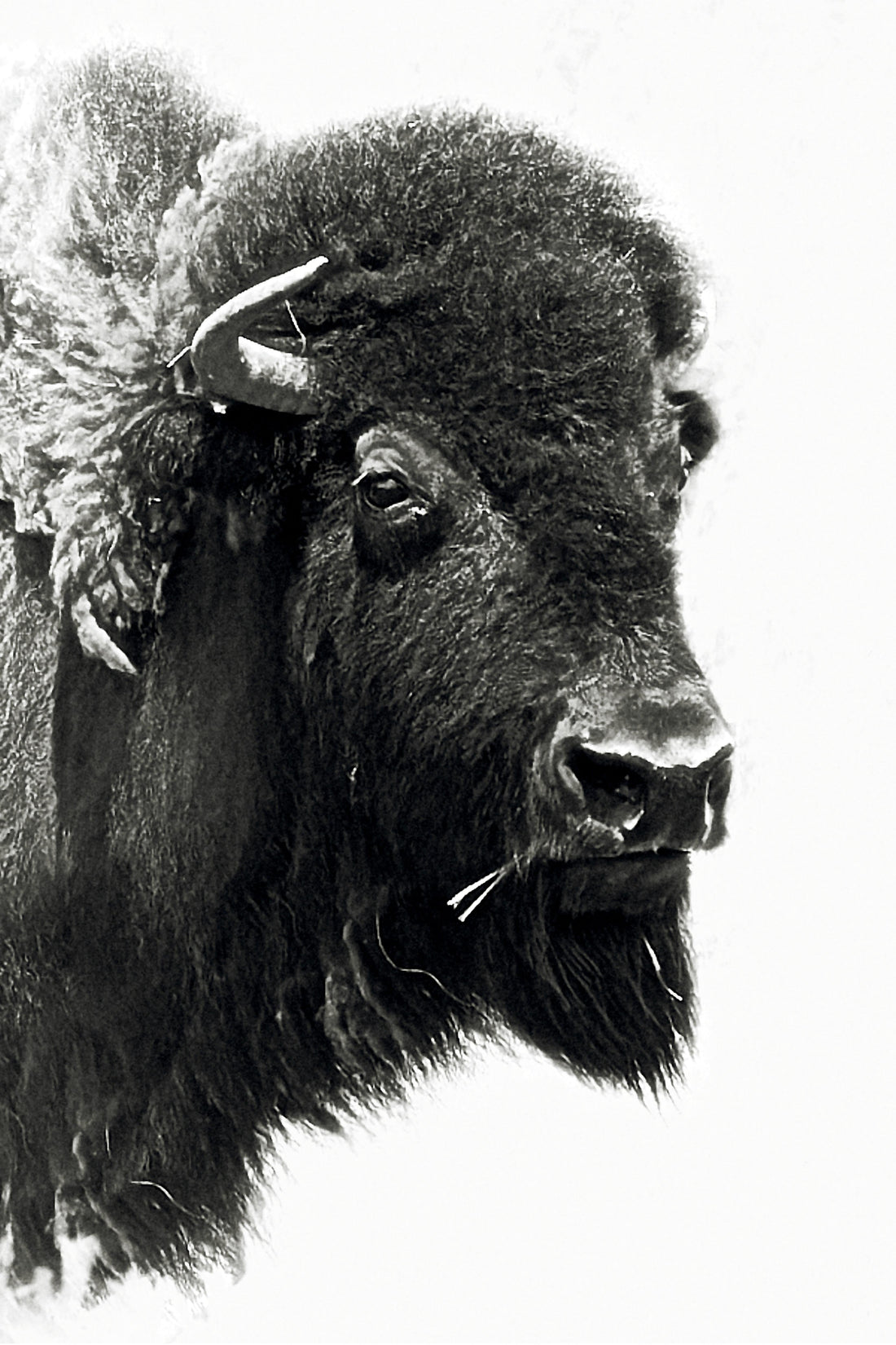 Black and white Portrait Image of a bison, taken by Jonnise Macomson