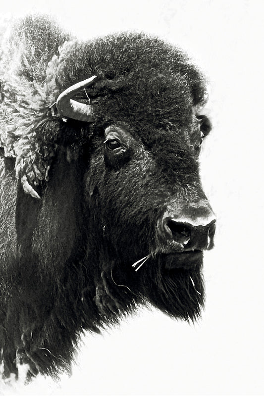 Black and white Portrait Image of a bison, taken by Jonnise Macomson