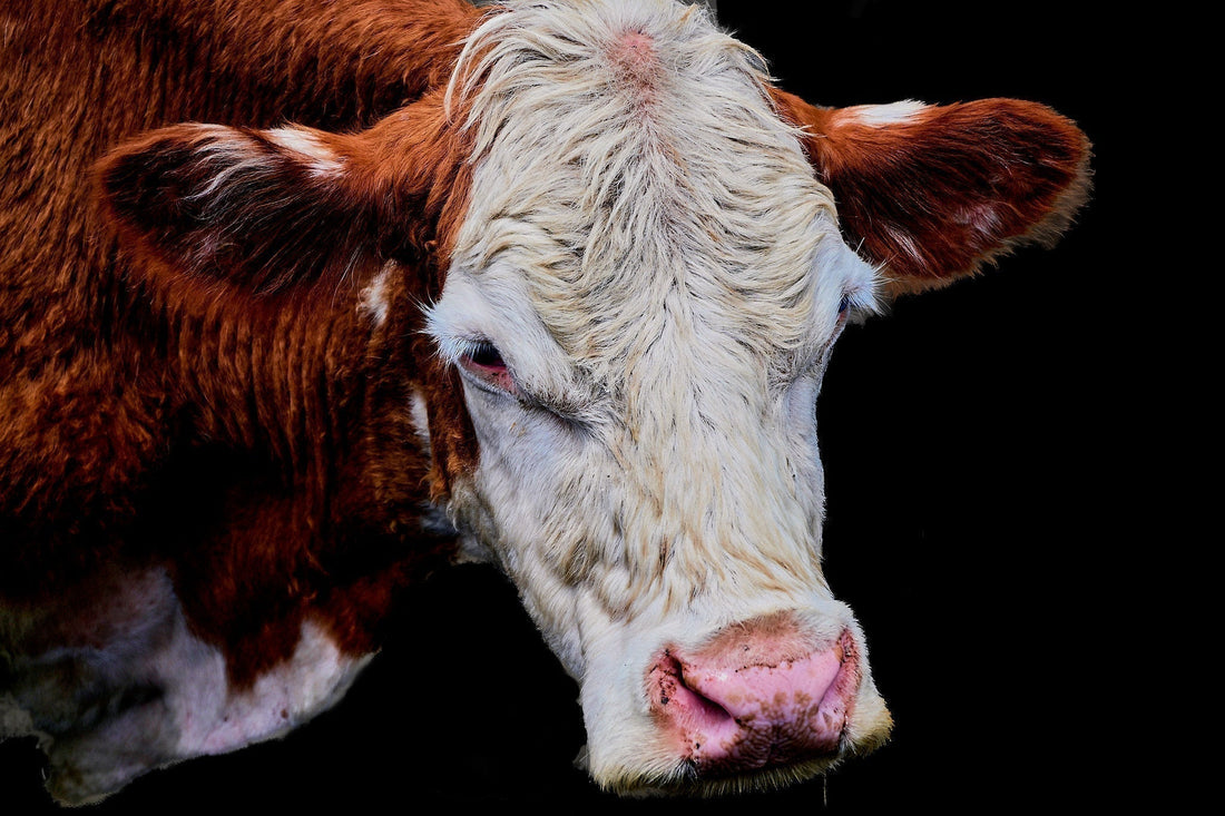 Headshot of a Hereford Cow, by Jonnise Macomson. An image used across the Your Suggested Functional Art Collection