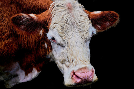 Headshot of a Hereford Cow, by Jonnise Macomson. An image used across the Your Suggested Functional Art Collection