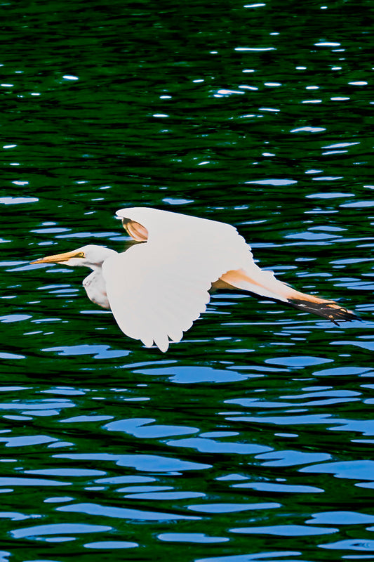 Image of a crane flying over pond water. Image taken by Jonnise Macomson
