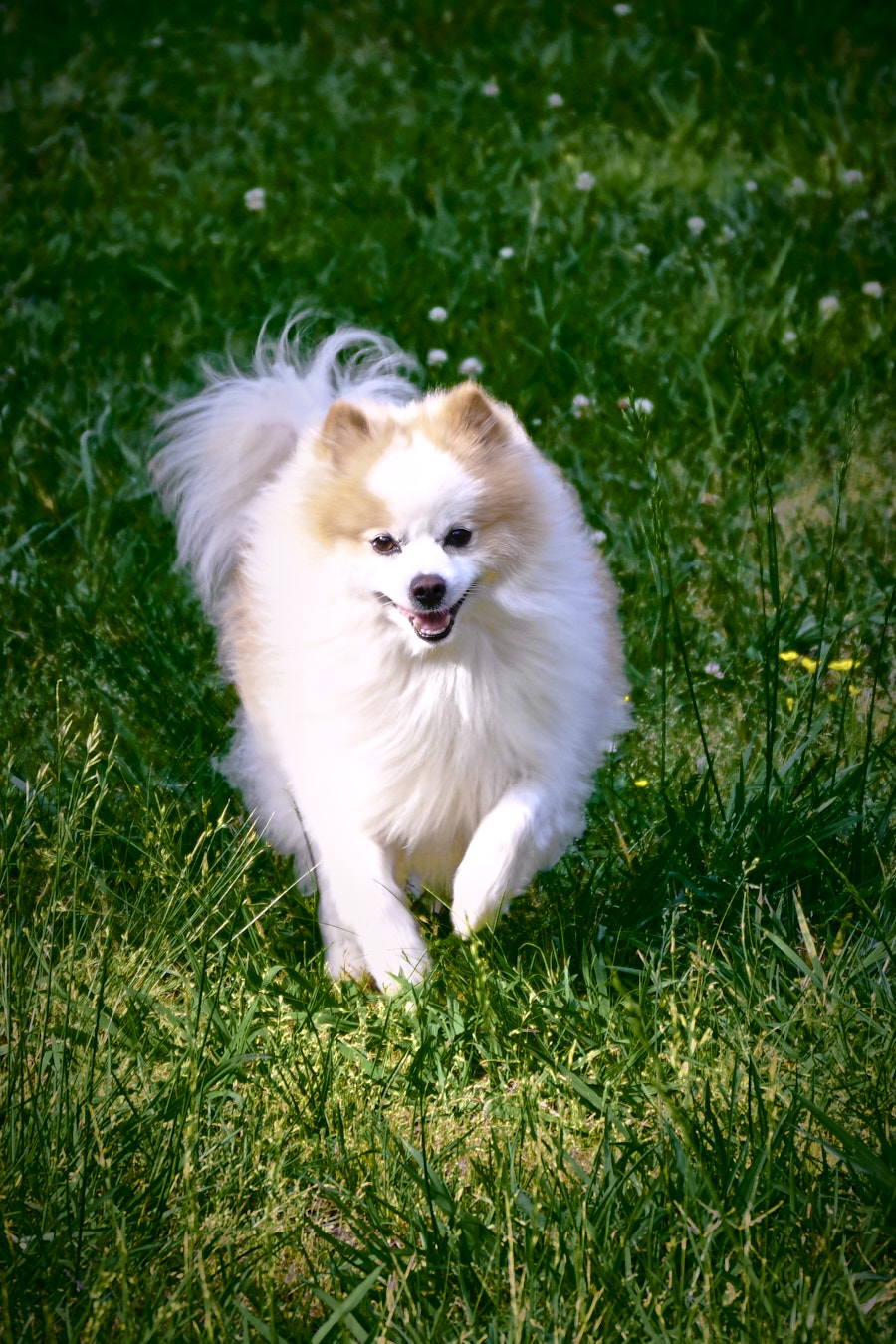Dog running in the grass, captured by Jonnise Macomson