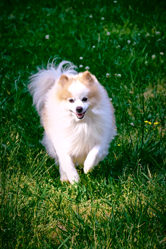 Dog running in the grass, captured by Jonnise Macomson