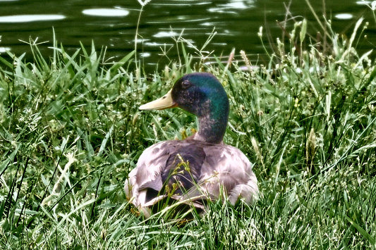 A duck sitting in the grass, taken by Jonnise Macomson