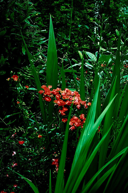 Creative Surfaces: Spring Flowers, Photograph