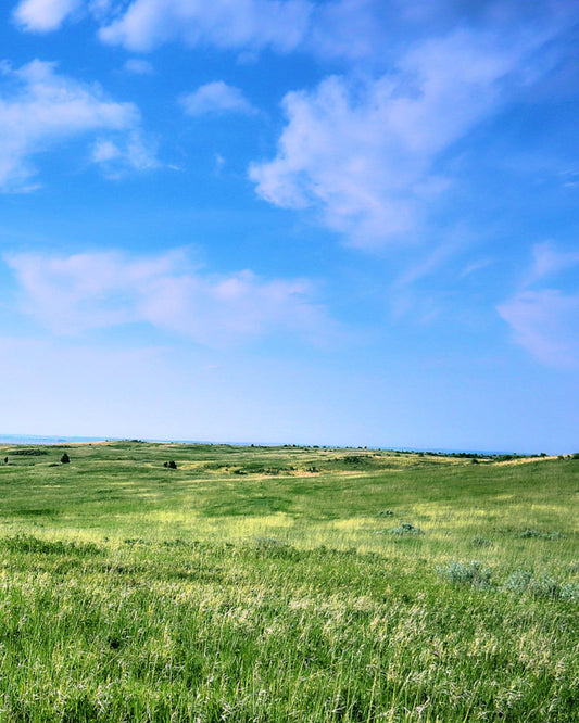 Grassland landscape image, captured by Jonnise Macomson