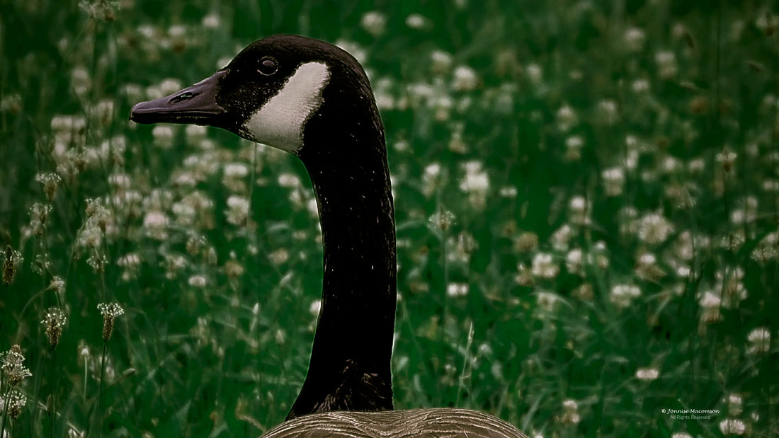 Canadian goose in the grass