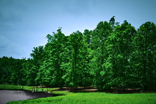 Landscape image witha  pond and trees in the background. Taken by Jonnise Macomson
