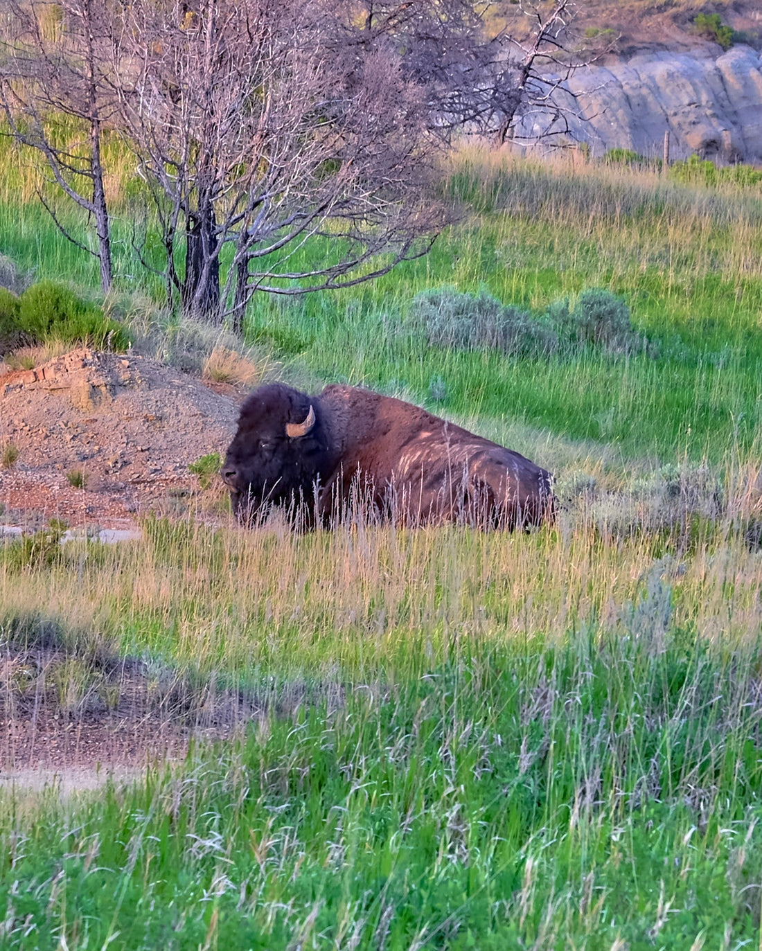 Creative Surfaces: Sitting Buffalo, Animal Study, Photograph