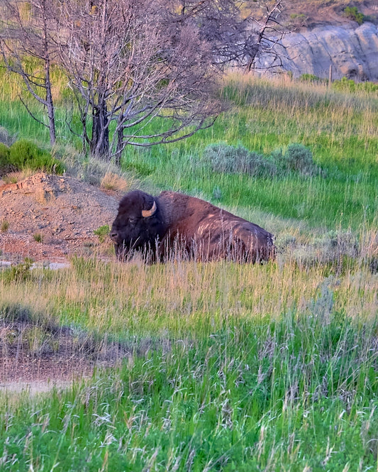 Creative Surfaces: Sitting Buffalo, Animal Study, Photograph
