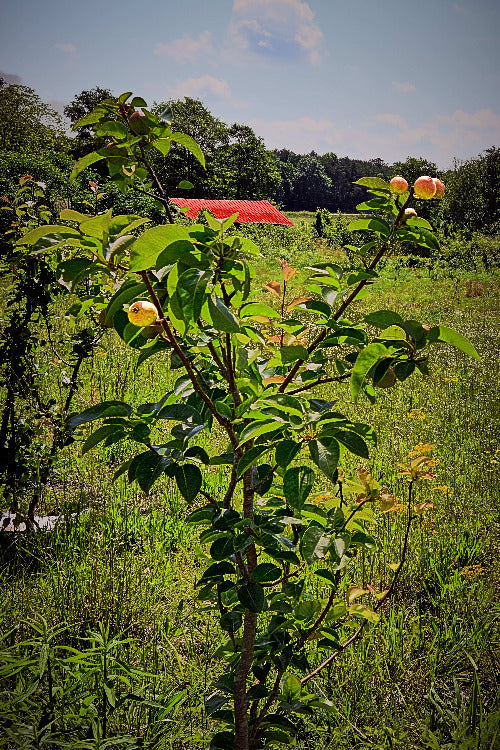 Appletree in an apple orchard, from the Your Suggested archive. Image by Jonnise Macomson
