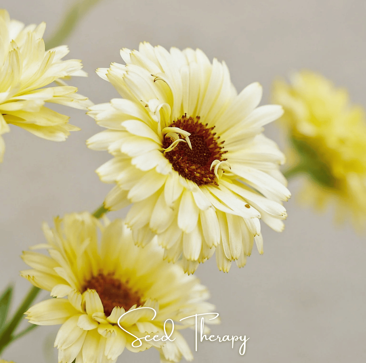 Close-up of yellow flowers with a blurred background, featuring the brand 'Seed Therapy'.