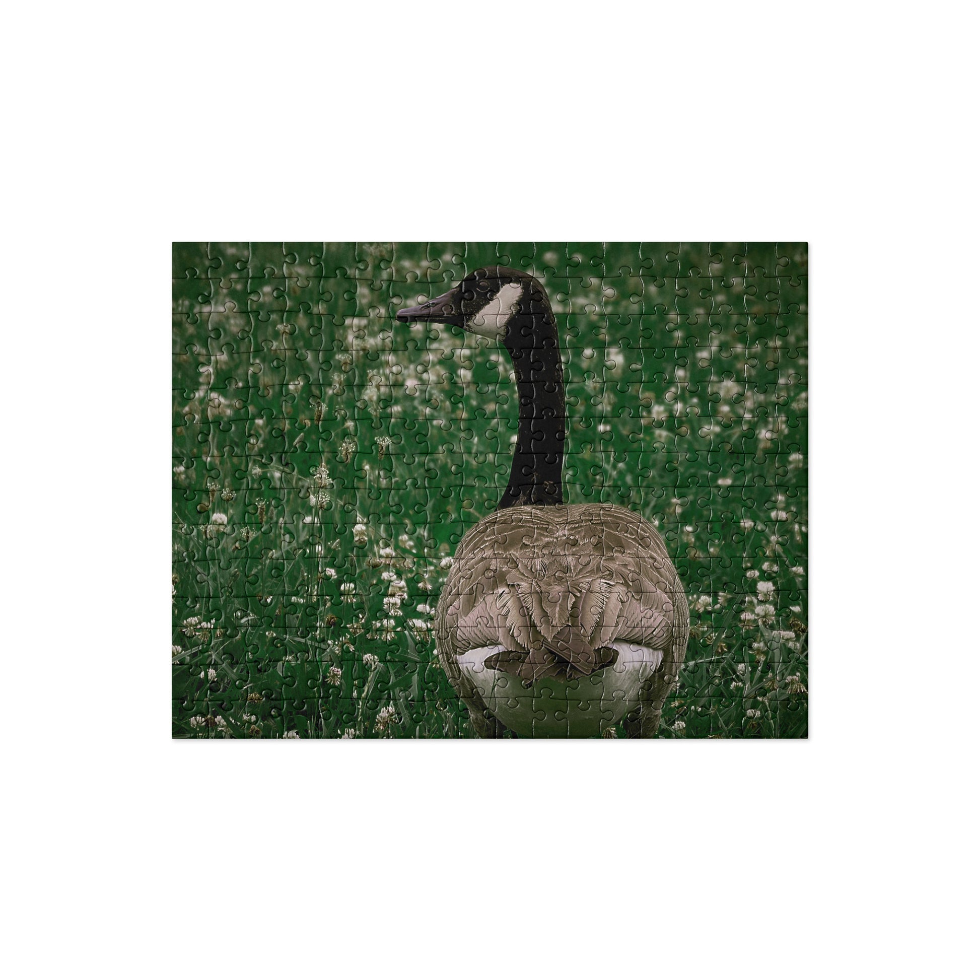 Your Suggested Brand jigsaw puzzle with an image of a canadian goose in the grass