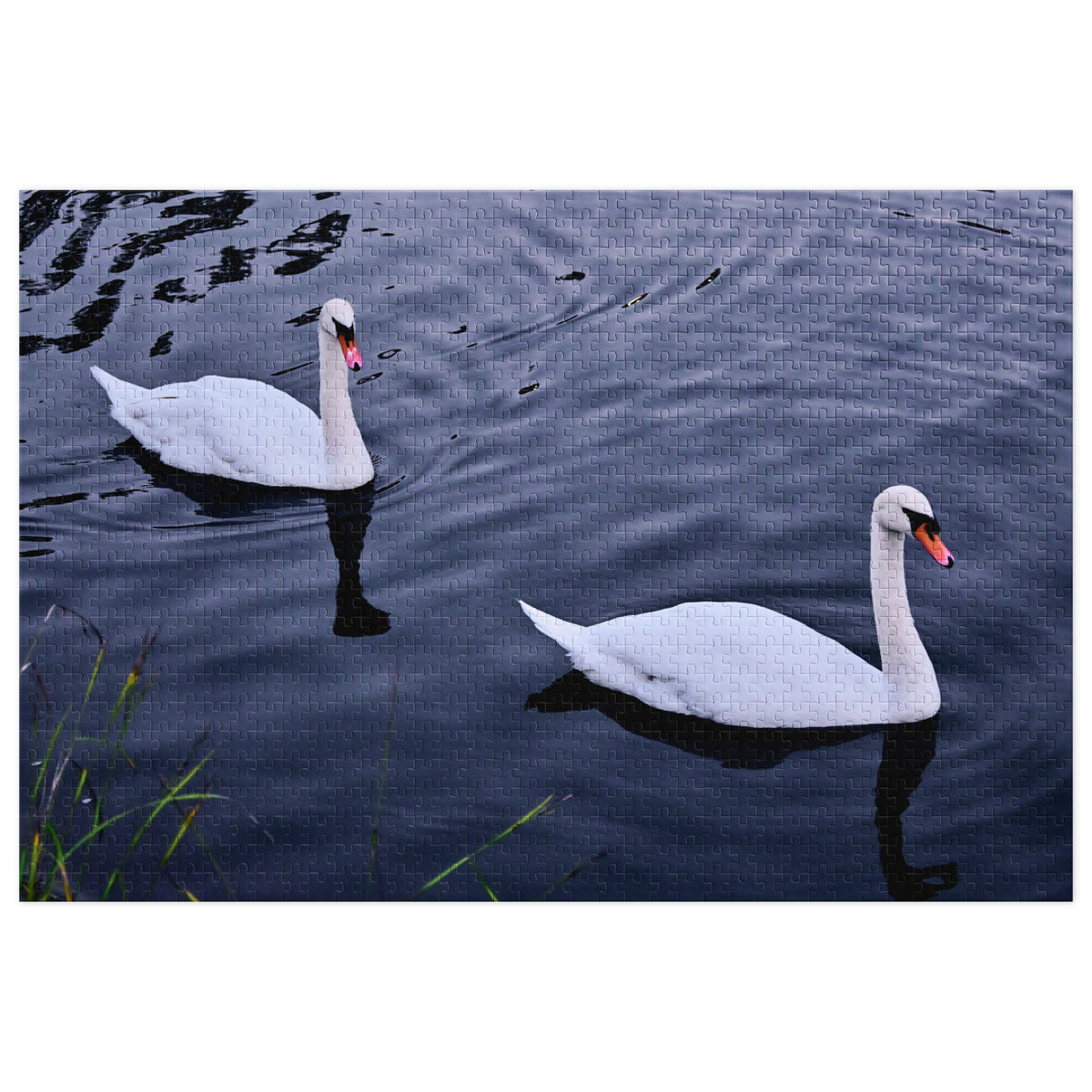 Original image of two swans on a lake printed on a jigsaw puzzle
