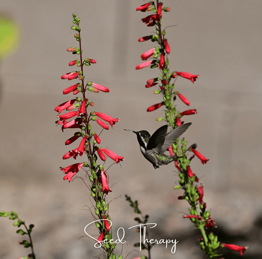 Firecracker Penstemon – 100 Seeds