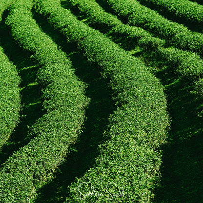 Tea Plant - 5 Seeds